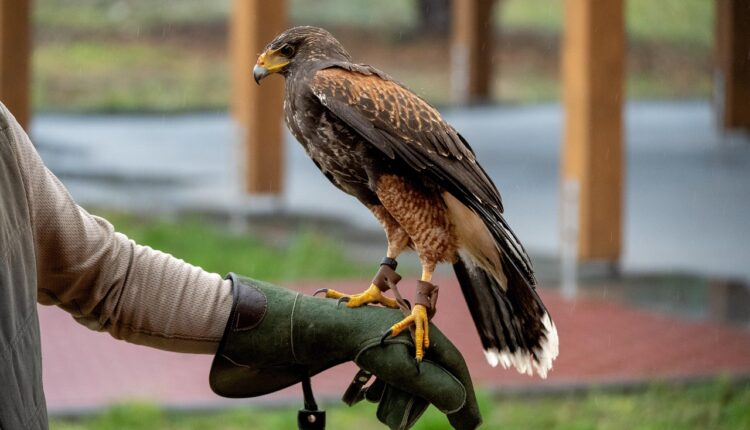 L'arte della falconeria